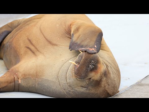 This Walrus who drew huge crows in Norway is put down