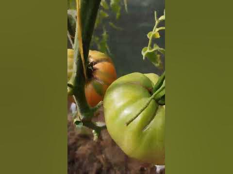 Томат Завтрак Келлога в теплице - YouTube