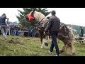 Concurs cu cai de tractiune  | proba de simplu | marisel, Cluj 7 iulie 2018
