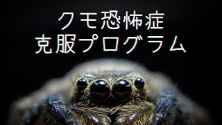 【ガチ治療】この動画でクモの苦手意識を克服できます
