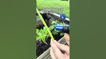 Squash Bug Battle: Master Organic Garden Pests Control #satisfying