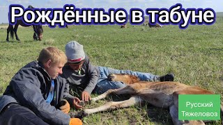 Рождённые в табуне.| Born in a herd