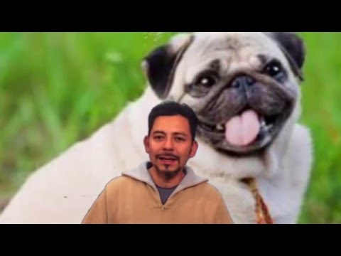 Video: ¿Por Qué Mi Perro Ent Ent Ob Obosos?