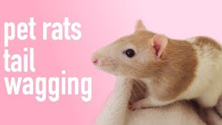 Rats wag their tails!