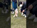 そあちんが新しい飼い主を探し始めました#shorts #犬 #飼い主を探す犬#犬のいる生活 #ドッグラン