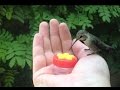 HUMMINGBIRD HAND FEEDING