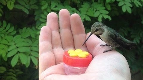 HUMMINGBIRD HAND FEEDING