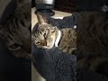 ヒーターの前から動けない猫　#cat #かわいい #保護貓