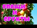 Роль овощей и фруктов для похудения. Сезонное питание.