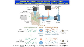 Fluorescence imaging through dynamic scattering media, with and without wavefront shaping