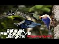 Masteran Rambatan Vs Jangkrik Mp3 - Mp4 Download
