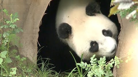 Two Chinese Pandas Make Debut in Dutch Zoo