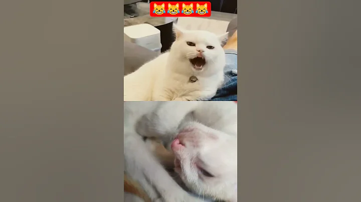 Video 10222001: kittens persian cat tabby, food tabby cat persian, kitten cute persian tabby, persian cat kitten sweet, cat kitten adorable persian