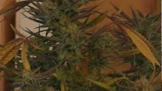 spacebomb#1 harvest