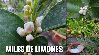 El mejor abono ORGÁNICO para obtener miles de frutos Usando CAL, CENIZA Y CONEJAZA