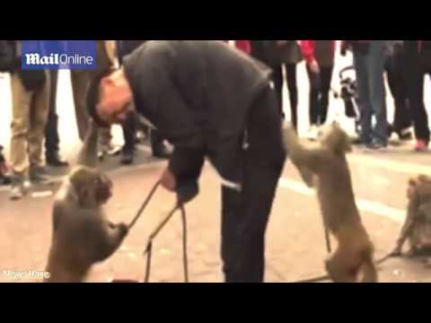 Cheeky monkey pulls down man's trousers