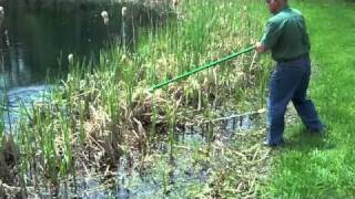 Eden Bullrushes  The Pond Shark