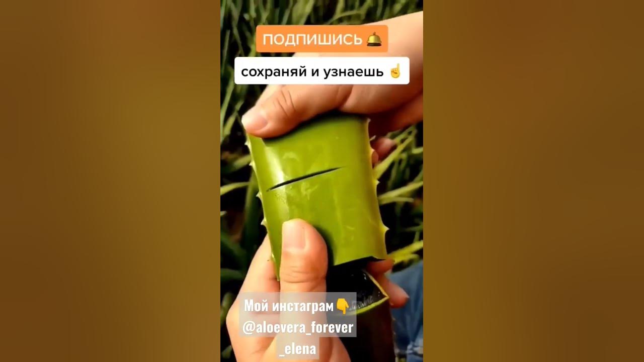 Алое вера Форевер в Беларуси. Подпишись. - YouTube