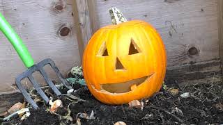 Compost Your Jack-O'-Lantern!