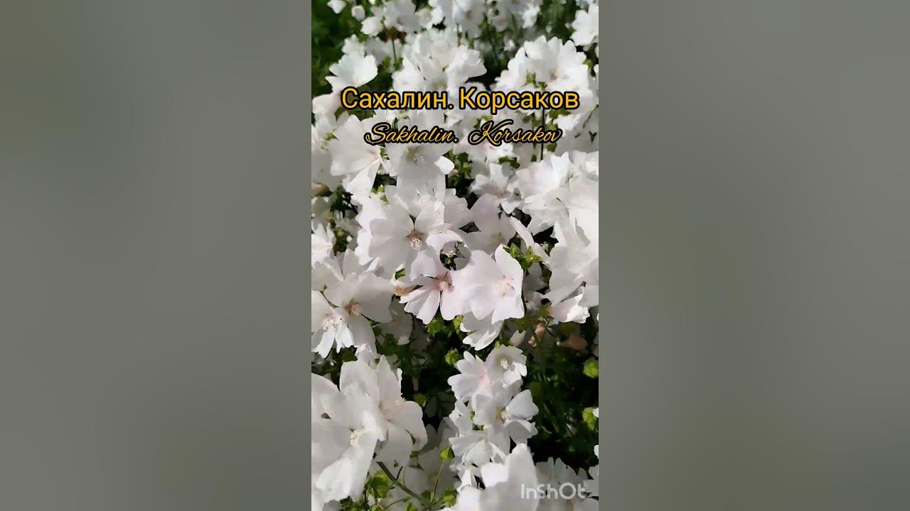 Невеста. Садовые цветы. Bride. Garden flowers. - YouTube