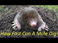 How fast can a mole dig?