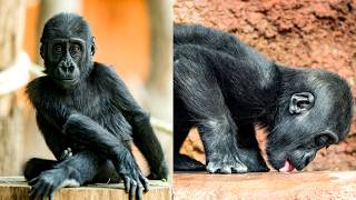 Graceful And Hilarious Gaias Daily Antics