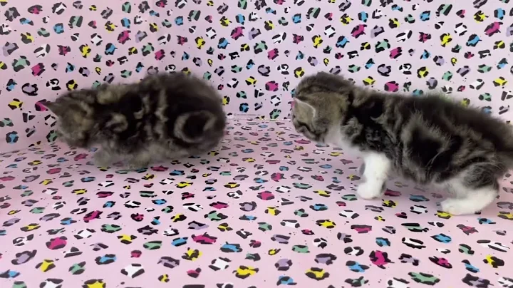 Watch the video about Tiny little baby kittens begin to walk