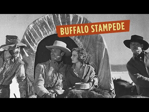 BUFFALO STAMPEDE