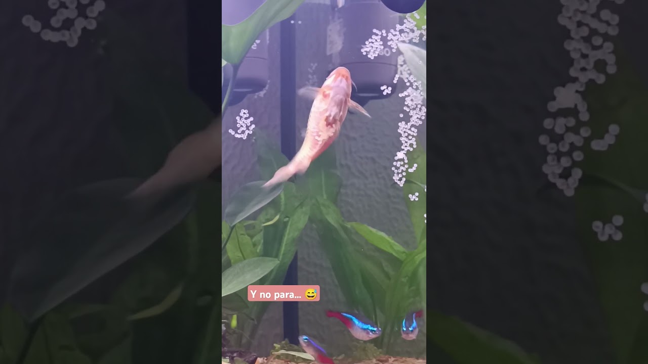 PEZ CORYDORA poniendo huevos 🥚 