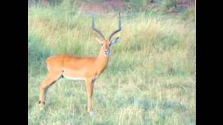 Masaimara 01 05082012