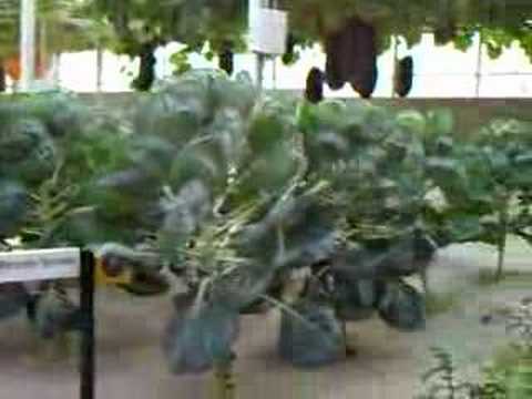 Thumbnail : Epcot - Living with the Land greenhouse