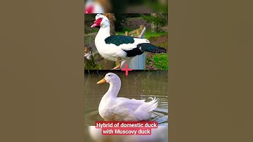 Thumbnail of Muscovy Duck cross breed with domestic Duck. shocking 😲 result #Duck #shorts #viral