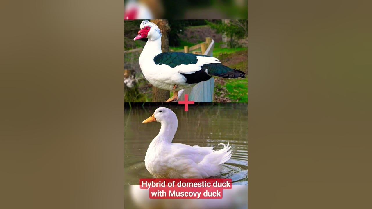 Muscovy Duck cross breed with domestic Duck. shocking 😲 result #Duck #shorts #viral