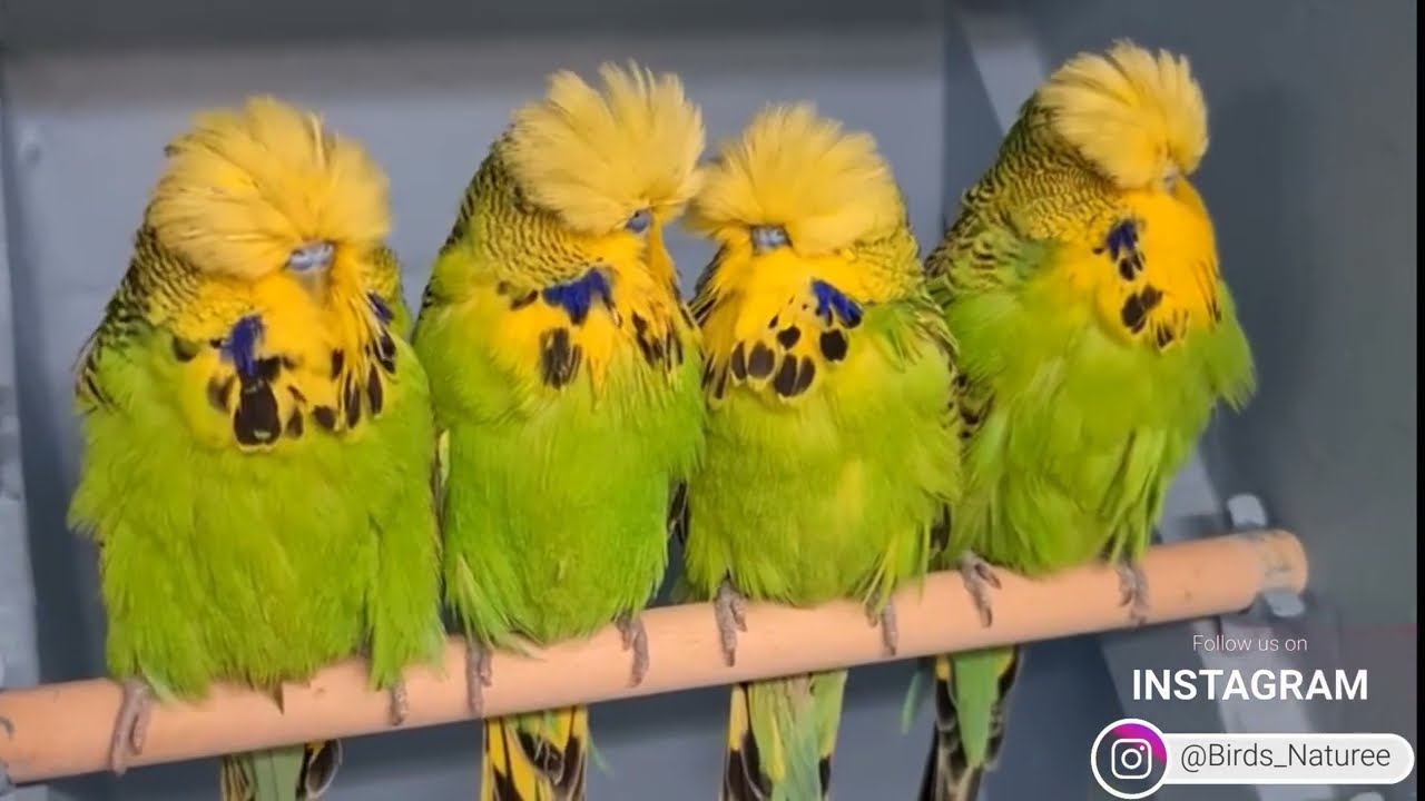 Most Beautiful owls In The World