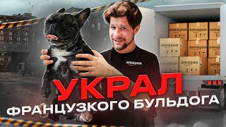 Кража французского дога // Таблетки от старости // Маркировка животных // Кирилл Сачков Новости #2