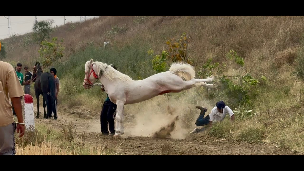 📍Rampur (Ludhiana)  Horse Racing Live  4th May’25🏇🏇@marwarihorselovers