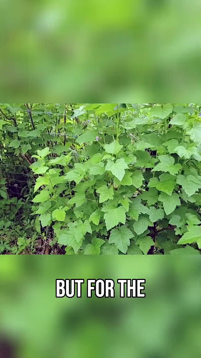 Blackcurrant Magic:  Thriving Despite Shade and Deer #superfoods #permaculture #foodforest