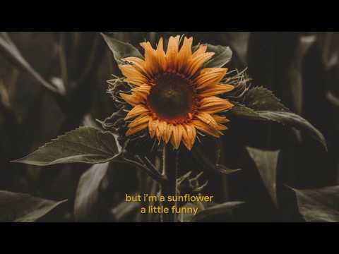 sunflower---sierra-burgess-(sierra-burgess-is-a-loser)-lyrics