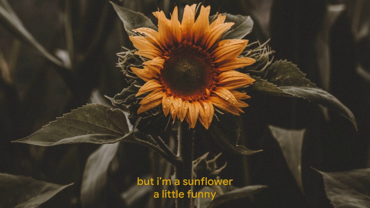 Sunflower lirik