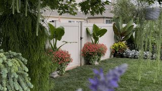 August 2025 back yard garden tour