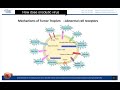 Oncolytic Virotherapy Basic Knowledge Review - Creative Biolabs