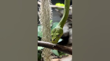 Cutest Green Tree Python, Lime 🐍 #snake #reptile #australia #wildlife #shorts #animals #ballarat