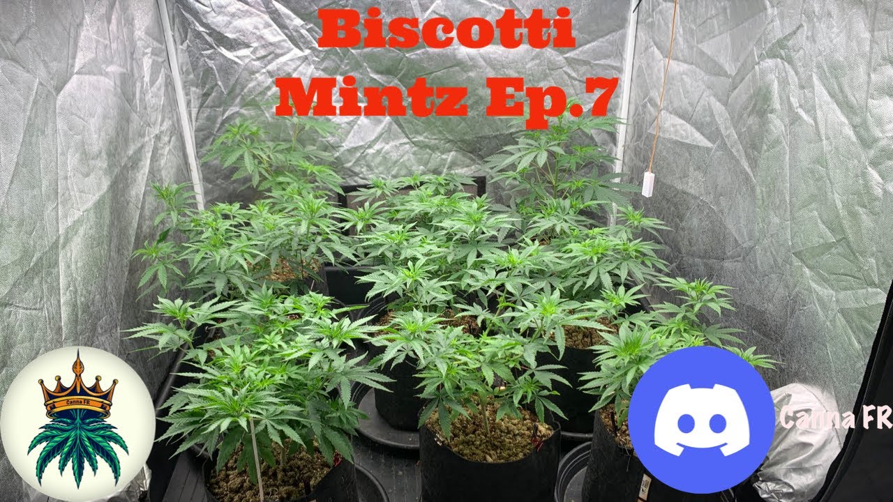 Biscotti Mintz Ep.7/13