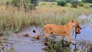 Lion Cubs Explore the Water | Great Plains Conservation