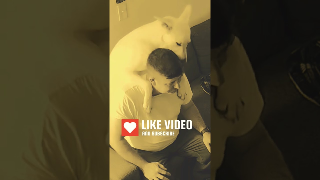 German Shepherd Showing Daddy Love a ❤️ 💙 