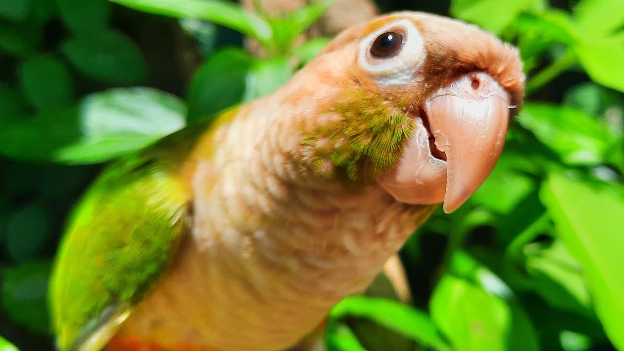Cute bird sounds Green Cheek Conure singing very loud 1 Hour YouTube