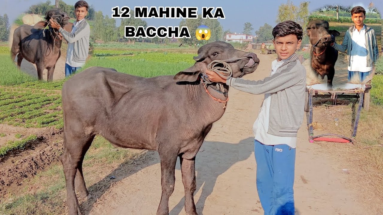 12 MAHINE KA BACCHA 😱🐂 ग्रामअलीपुर || good condition 💥🐂|| @shanufarming001 