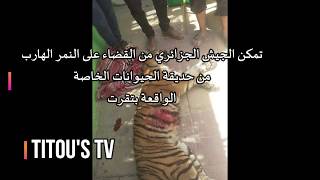 الجيش الجزائري يقضي على نمر هرب من حديقة حيوانات خاصة بتقرت - ورقلة
