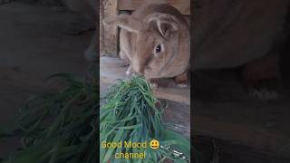 Fresh greens for my bunny 😃🐇/ Весенняя зелень для моей рыжульки 😃🐇