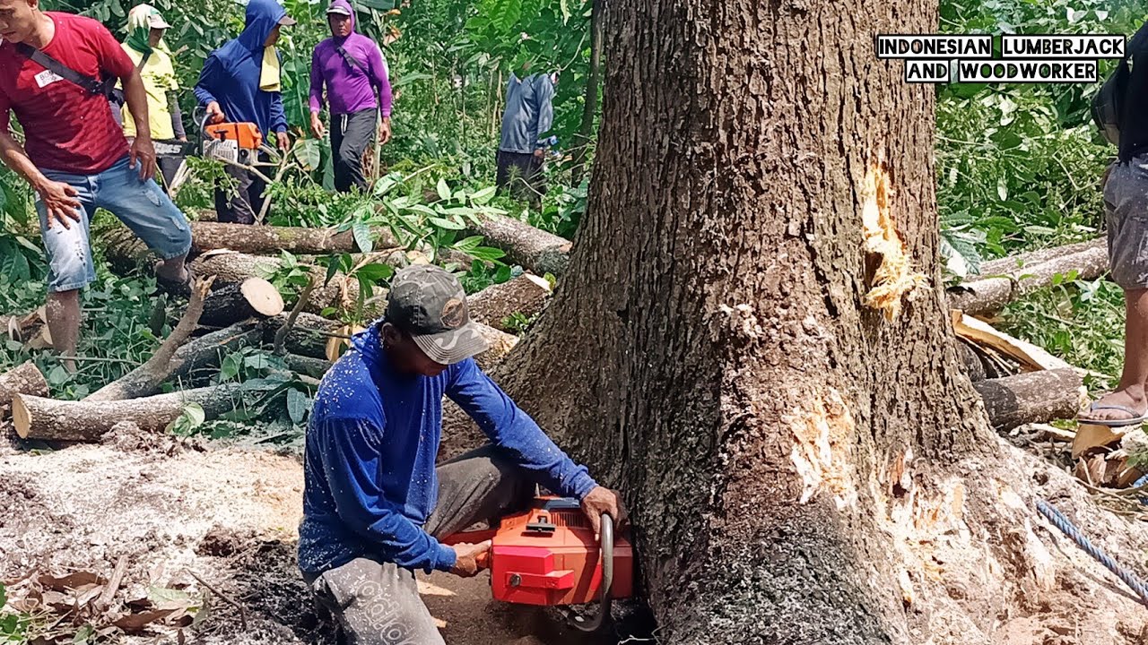 Don't want to fall!! the process of felling the trembesi tree for a ...